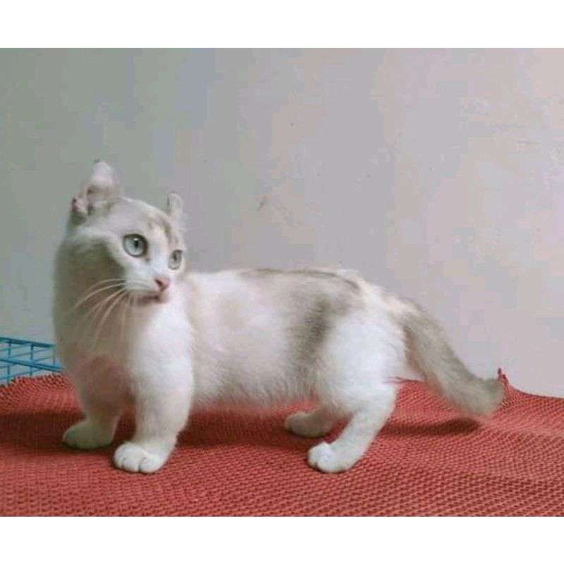 Harga munchkin kitten 2025