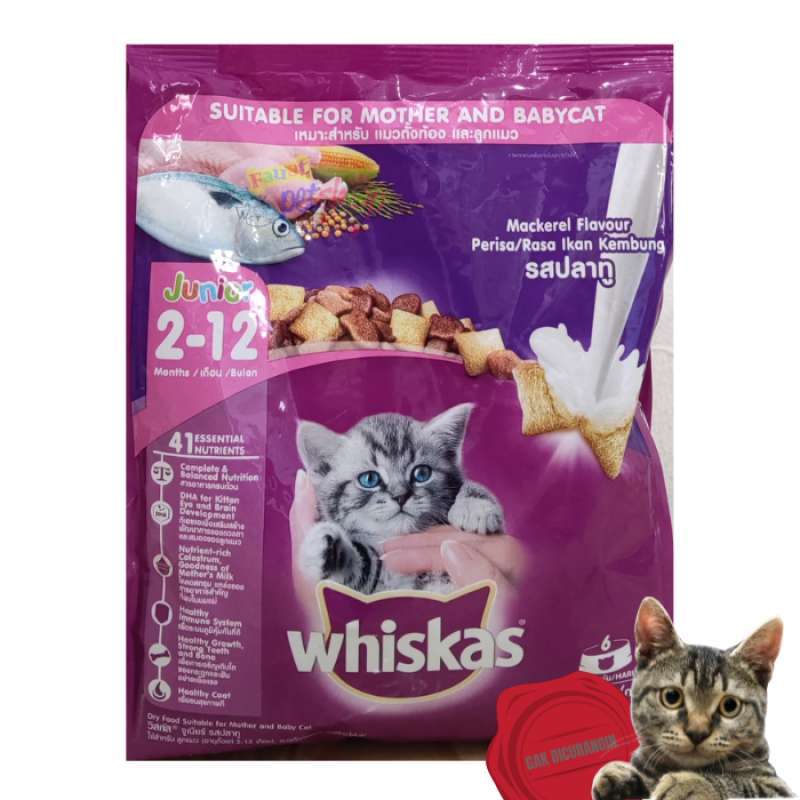 Dry food kitten terbaik sales