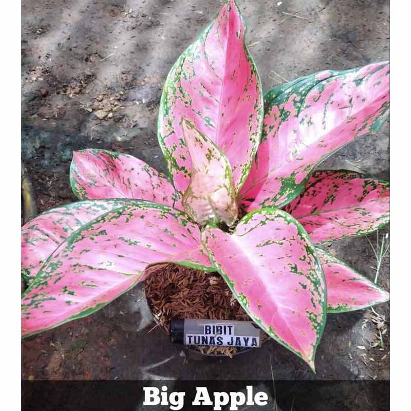 Jual Tanaman Aglonema Big Apple Terbaru November 2021 Harga Murah Kualitas Terjamin Blibli