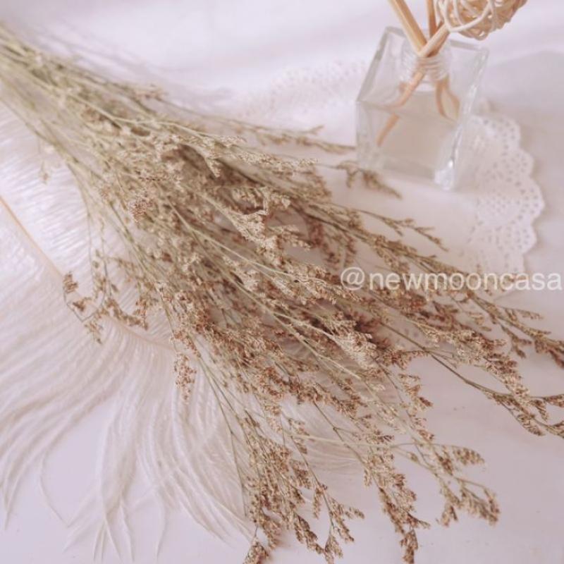 Jual Oem Natural Dried Flower Rustic Vintage Preserved Caspia Green Lovegrass Caspea Dekorasi Bunga Online Oktober 2020 Blibli Com