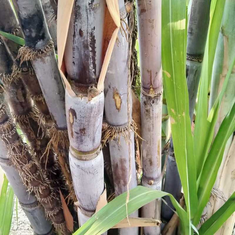 Jual Pohon Tebu Ireng Original Murah - Harga Diskon Maret 2024 | Blibli.com