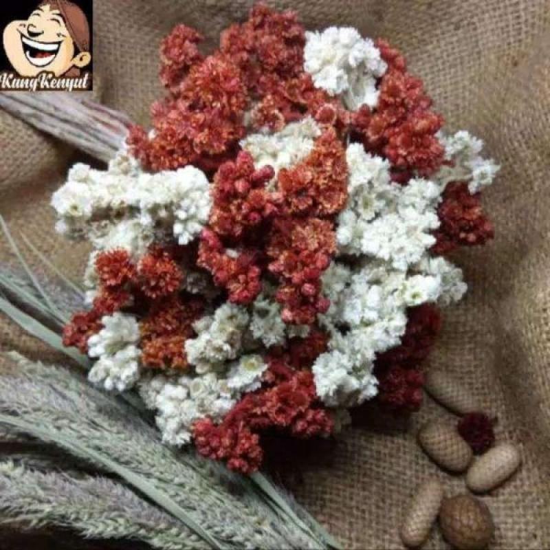 Jual Bunga Edelweis Mix 2 Warna Merah Putih 1 Ikat Besar Terbaru Juni 2021 Blibli