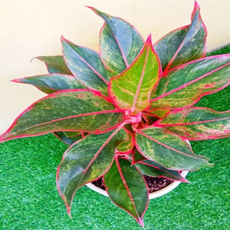 Jual Taaman Hias Hidup Aglonema Lipstik Online April 2021 Blibli