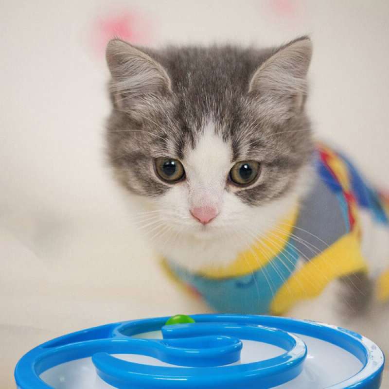 Jual Funny Pet Cat Toys Intelligence Training Ball Toys For Small Cat Kitten Online Desember 2020 Blibli
