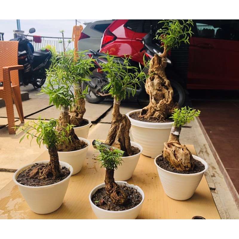 Jual Bonsai Bentaos Stek Anting Putri Taiwan Online Januari 2021 Blibli