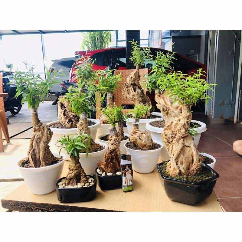Cara Bikin Bonsai Putri Malu Cahunit Com
