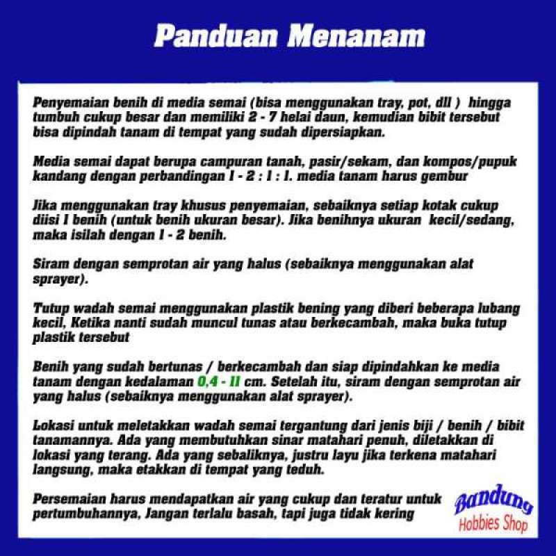 benih bibit sawi pagoda eceran seribuan murah