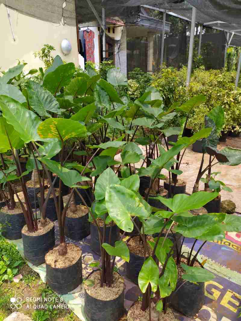 Jual Sente Hitam Online April 2021 Blibli