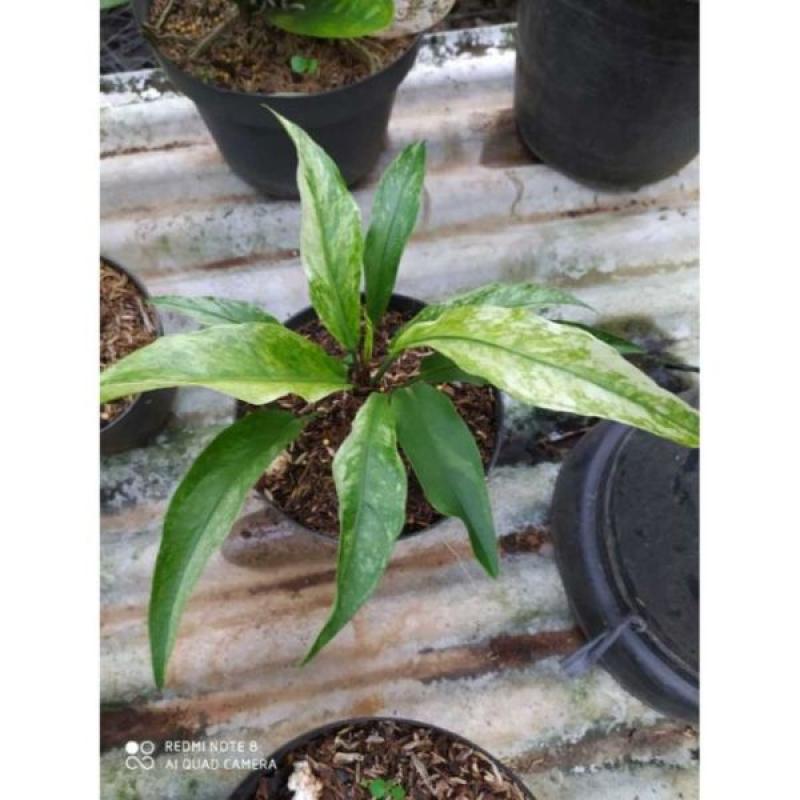 Jual Anthurium Silangan Gelombang Cinta Terbaru Juni 2021 Blibli