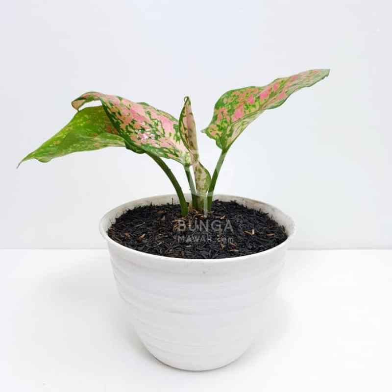 Aglaonema Uk Tips Dan Trik Pertanian