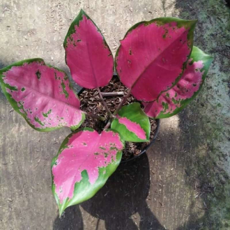 Jual Aglonema Red Majesty Online Januari 2021 Blibli