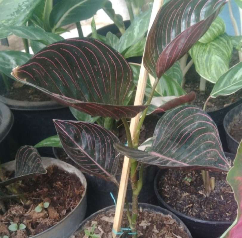 Jual Tanaman Hias Aglonema Rotundum Aceh Indukan Online April 2021 Blibli