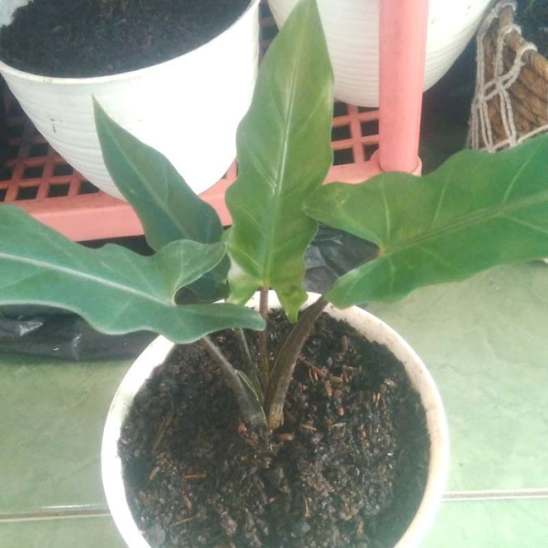 Jual Tanaman Hias Alocasia Keris Papua Lauterbanchin Silver Online April 2021 Blibli
