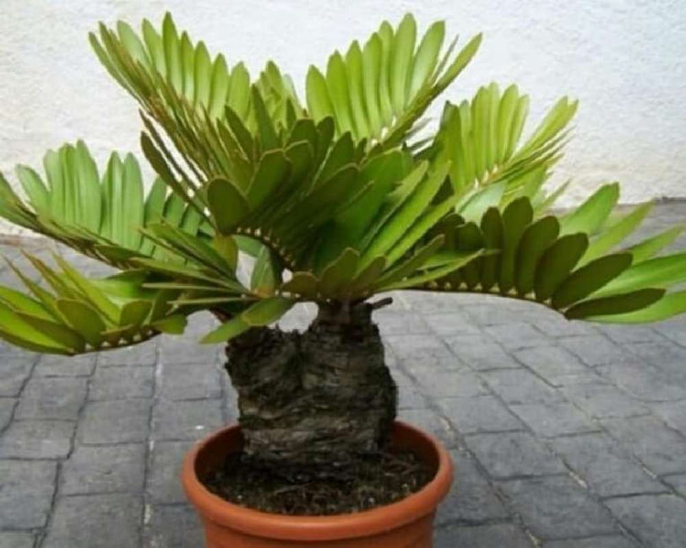 zimmerpflanze 5 blätter Schefflera main image 0