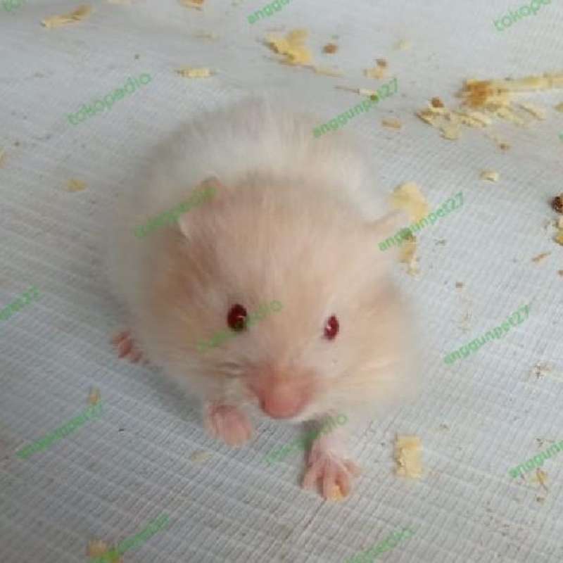 Harga hamster hot sale syrian long hair