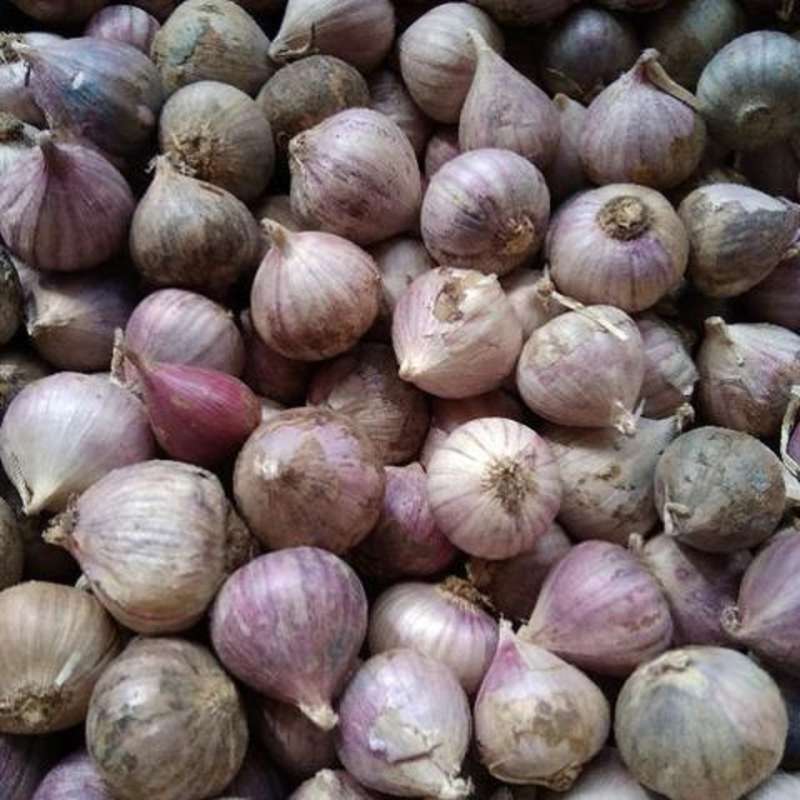 Harga bawang 1kg