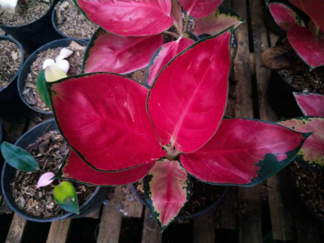 Jual Aglaonema Suksom Jaipong Online April 2021 Blibli