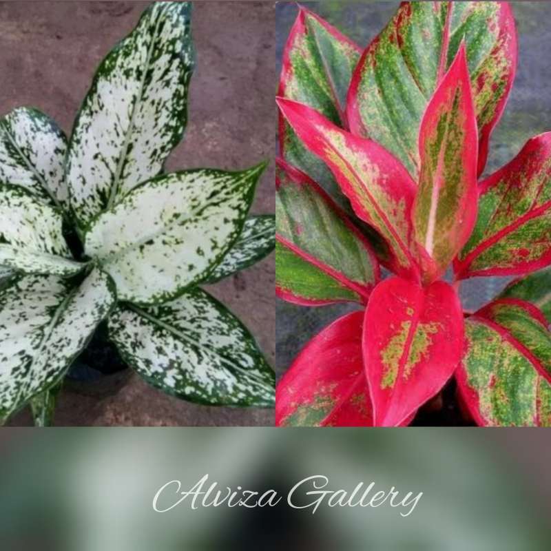 Jual Bunga Aglonema Snow White Dan Lipstik Siam Aurora Online April 2021 Blibli