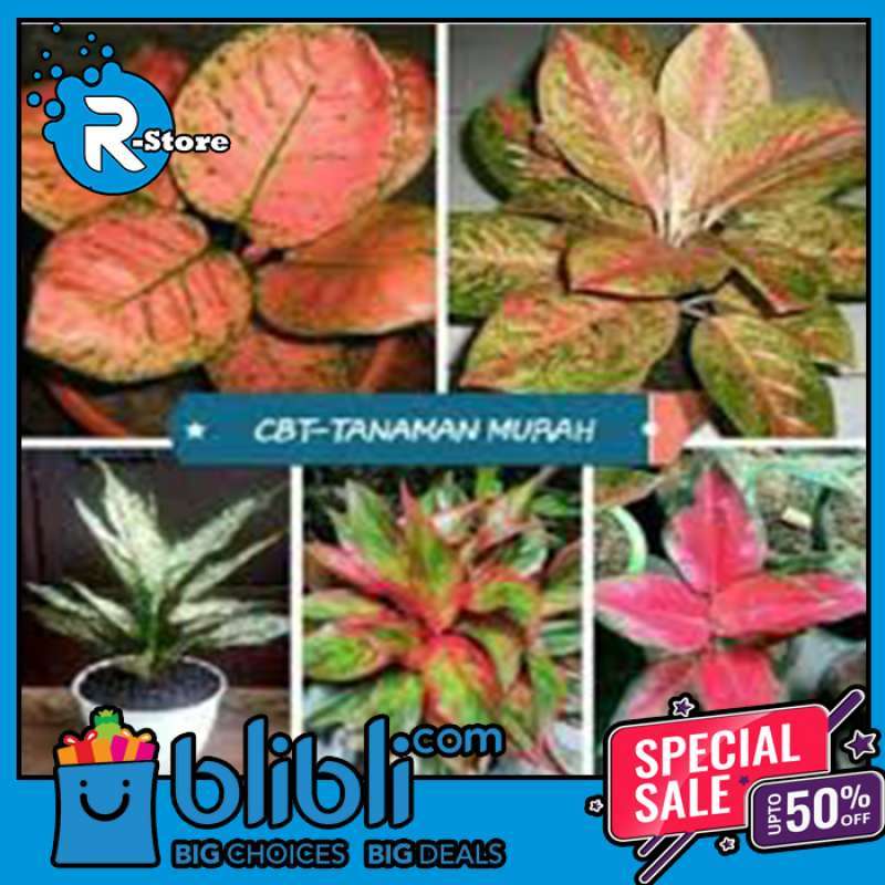 Jual Paket 5 Tanaman Hias Aglonema Kocin Bigroy Lipstick Snowhite Online Januari 2021 Blibli