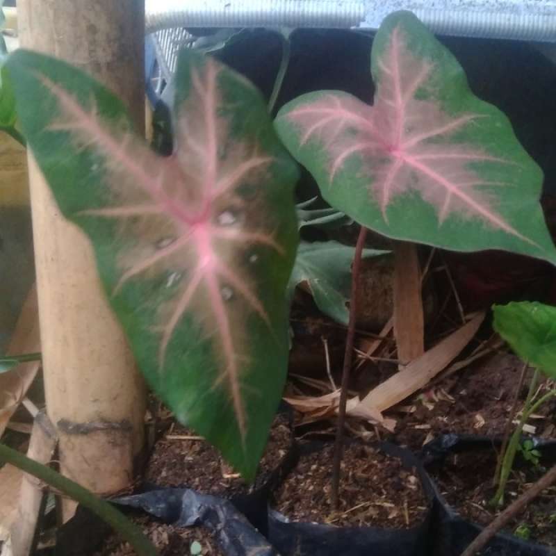 Jual Tanaman Hias Keladi Lipstik Merah Caladium Hourtulanum Fancy Online Mei 2021 Blibli