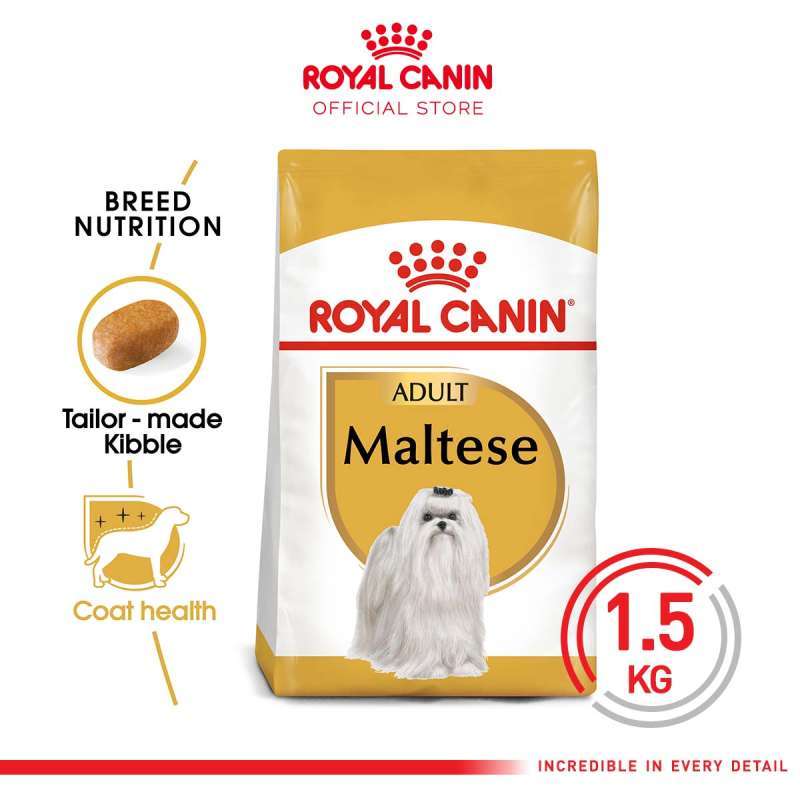 Jual teacup maltese clearance