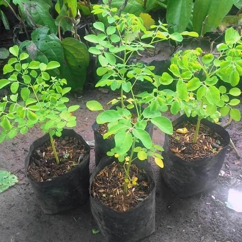 Pohon Kelor Daun Obat Herbal Bibit Pohon Tanaman Terbaru Agustus 2021 Harga Murah Kualitas Terjamin Blibli
