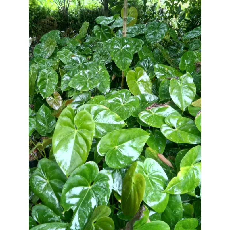 dracaena jade jewel plant Dracaena Jade Jewel Care