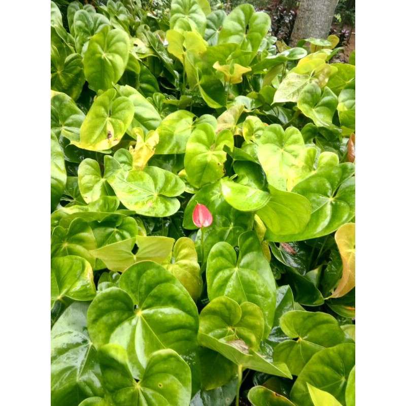 Promo Tanaman Hias Anthurium Bangkok Bunga Merah Diskon 21% Di Seller  Go'green - Citayam, Kab. Bogor | Blibli