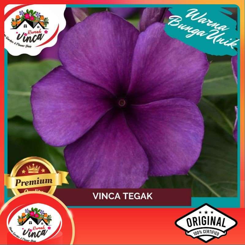 Vinca Catharanthus Tattoo Blueberry seed from Penn State Trial  Gardens