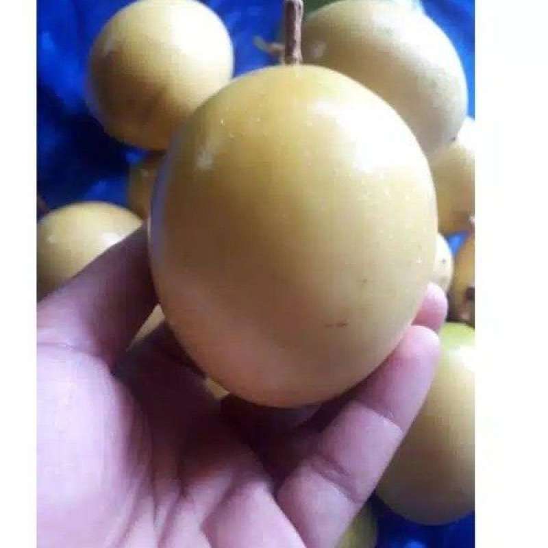 Buah Markisa Asam Fresh 1 Kg Terbaru Juli 2021 Harga Murah Kualitas Terjamin Blibli