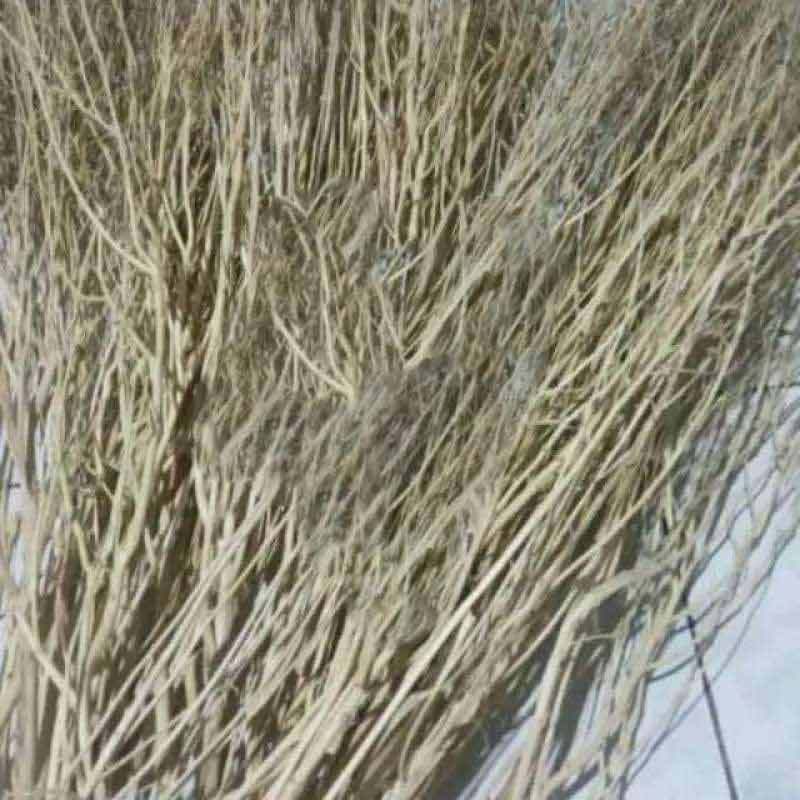 Jual Ranting Kering 1ikat Online Oktober 2020 Blibli Com