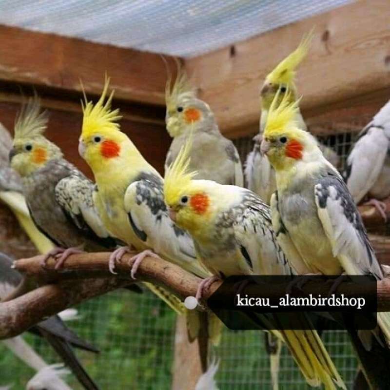 Jual BURUNG COCKATIEL DEWASA SIAP TERNAK di Seller