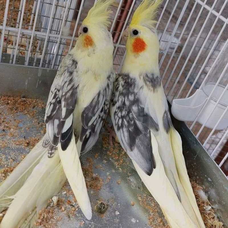 Burung cockatiel sale