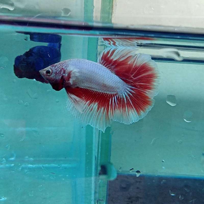 Jual Ikan Cupng Halfmoon Rosetail Online Februari 2021 Blibli