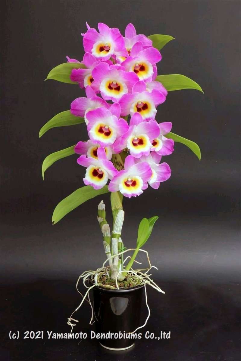 promo tanaman hias anggrek dendrobium seedlling bunga putih pink