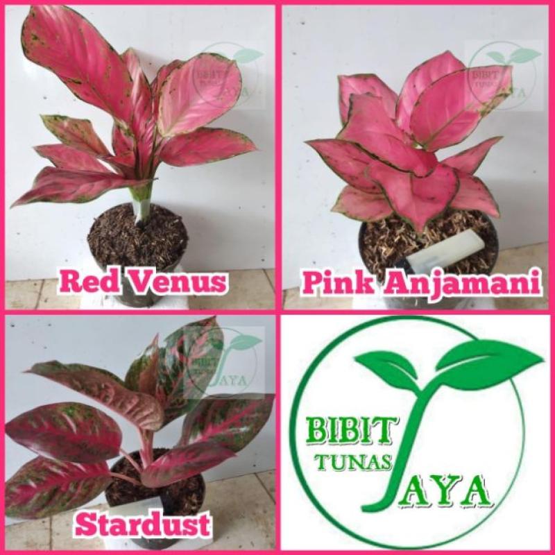 Jual Oem Paket Tanaman Aglonema 3 Jenis Pink Anjamani Red Venus Stardust Online Maret 2021 Blibli