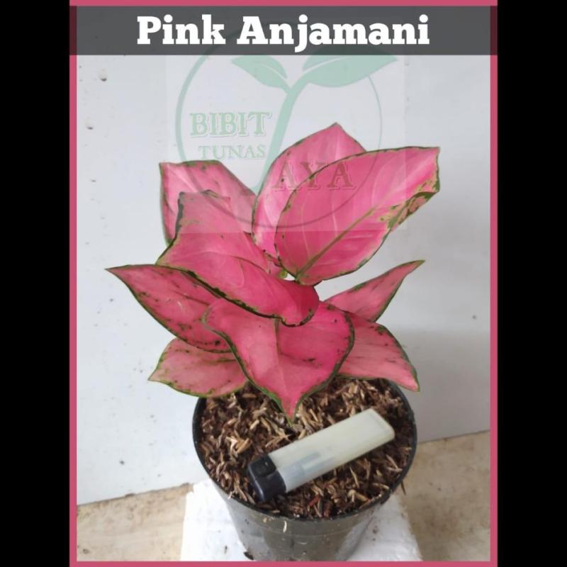 Jual Oem Paket Tanaman Aglonema 3 Jenis Pink Anjamani Red Venus Stardust Online Maret 2021 Blibli