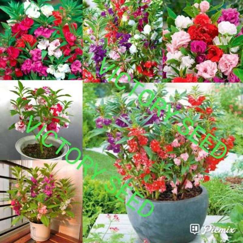 Jual Victory Seed 25 Biji Benih Bibit Seeds Dwarf Double Impatiens Balsam Balsamina Gendol Sampar Pacar Banyu Air Tumpuk Tunggal Single Mix Mi Online Oktober 2020 Blibli Com