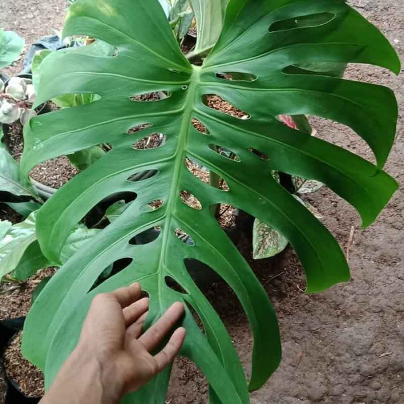 Jual Tanaman Hias Monstera Online Februari 2021 Blibli