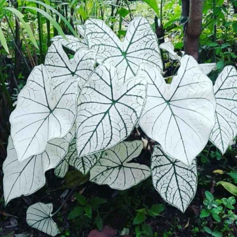 Jual Tanaman Hias Keladi Putih Caladium White Keladi Putih Online April 2021 Blibli