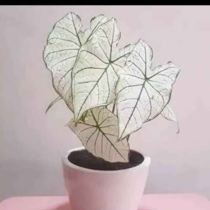 Jual Tanaman Hias Keladi Putih Caladium White Keladi Putih Online April 2021 Blibli