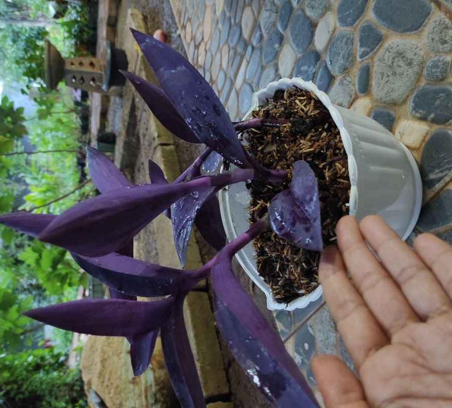 Jual Tanaman Hias Adam Hawa Purple Online Oktober 2020 Blibli Com