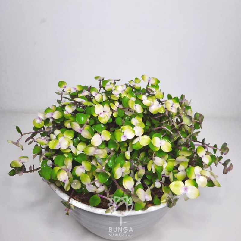 Jual Tanaman Hias Kribo Variegata Murah Mei 2021 Blibli