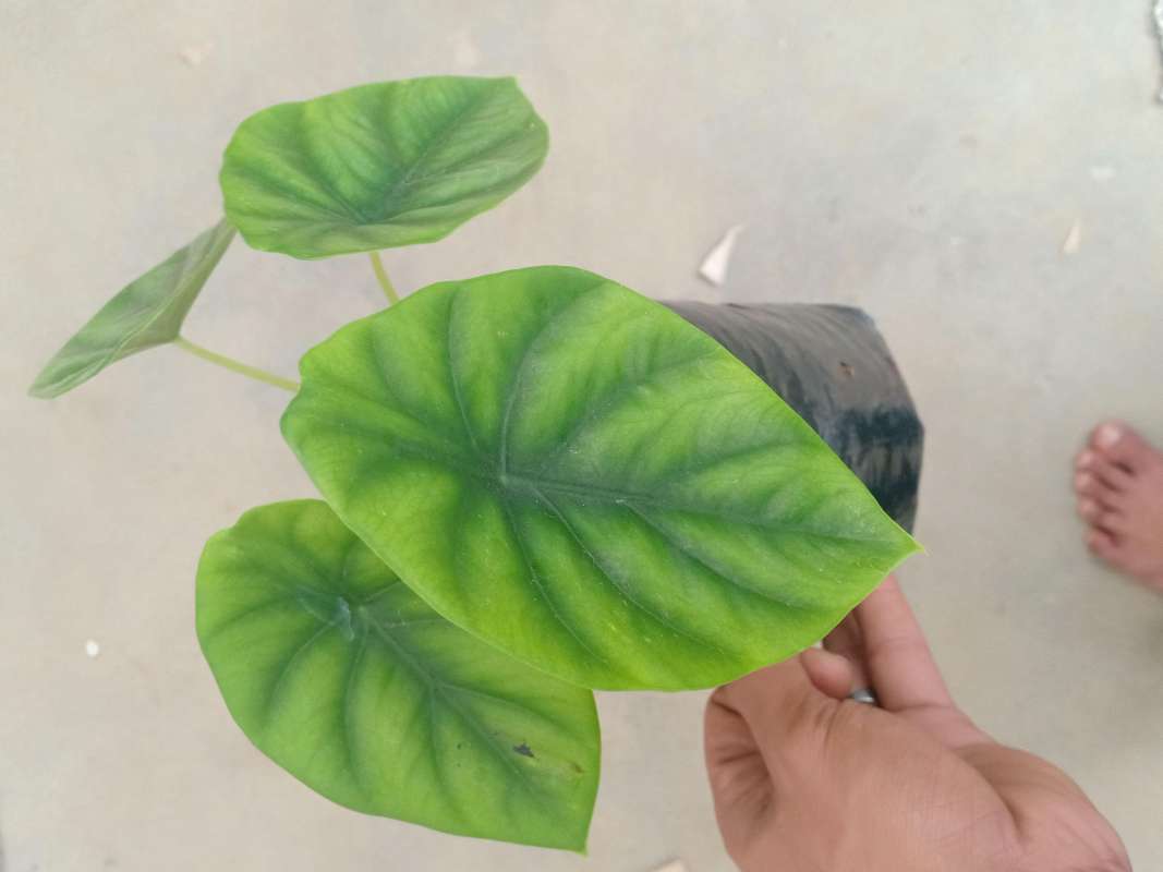 Jual Keladi Tengkorak Hijau Online Maret 2021 Blibli Tertarik untuk menanam tanaman keladi yang eksotis di rumah? keladi tengkorak hijau