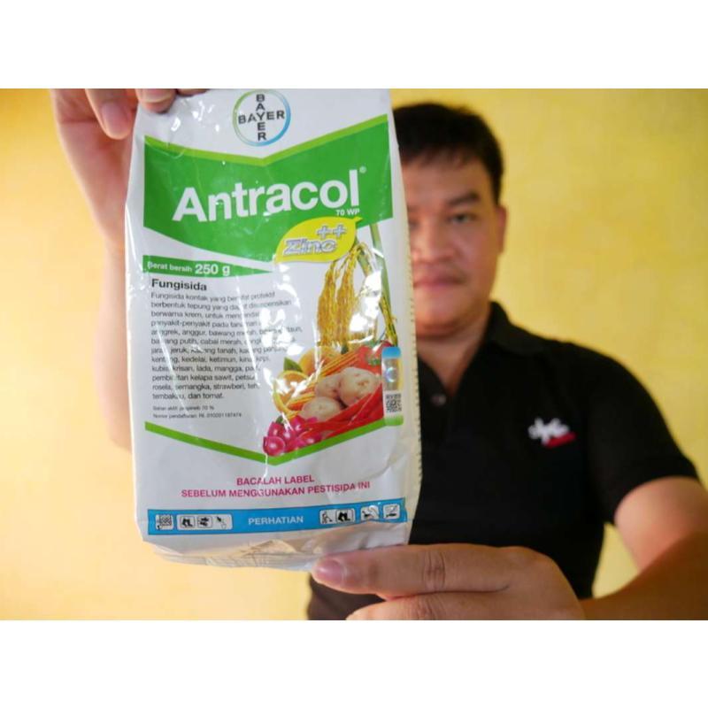 Jual Fungisida Antracol 70wp 250gr Ekstra Zinc Kontak Protektif Online Mei 2021 Blibli
