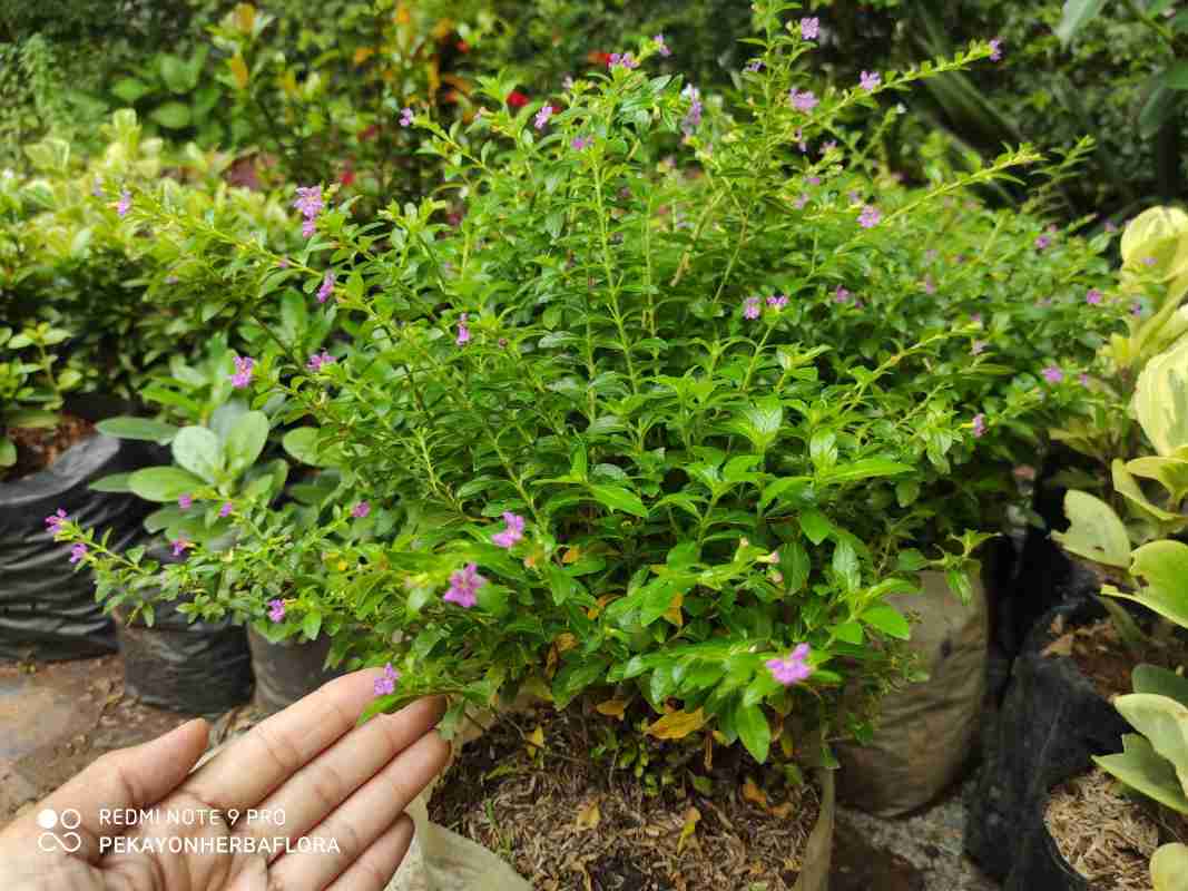 Jual Tanaman Hias Bunga Beauty Taiwan Online Mei 2021 Blibli