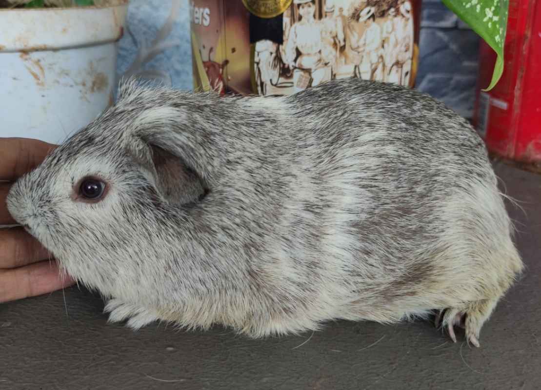 Jual Guinea Pig American Silver Boar Di Seller Shanum Guinea Pig