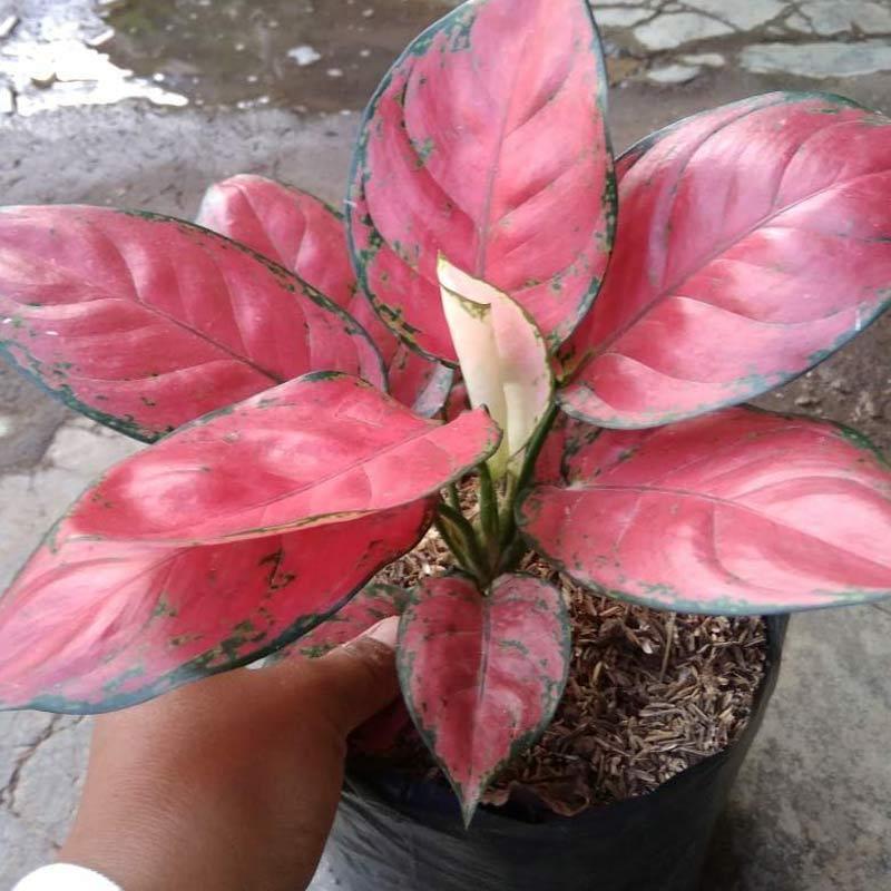 Jual Aglonema Red Anjamani Online April 2021 Blibli