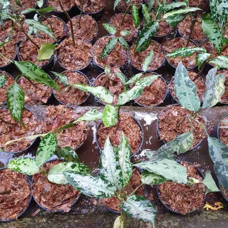 4. Aglaonema pictum Aceh Sumatra T-020219-b-1 アグラオネマ 【公式