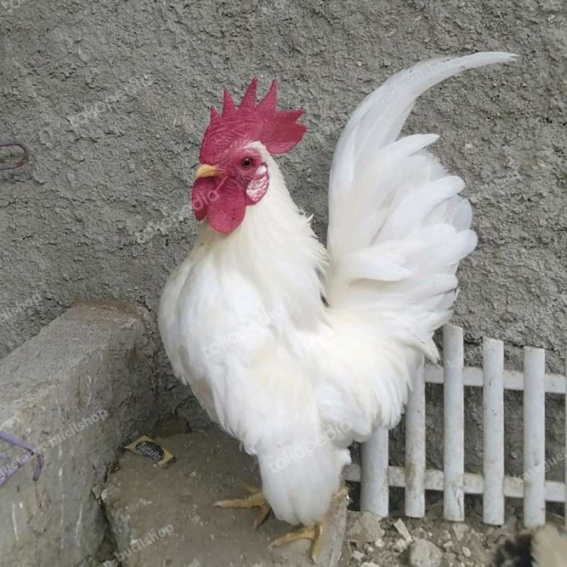 Promo ayam kate jago putih sepasang betina warna random Diskon 23% di  Seller Kamupet - Duri Kepa, Kota Jakarta Barat | Blibli